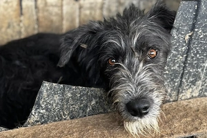 Siggi ist ein Ruhepol Bild 2
