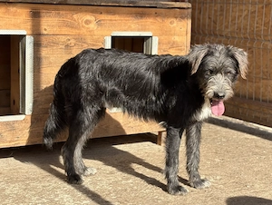 Siggi ist ein Ruhepol Bild 4