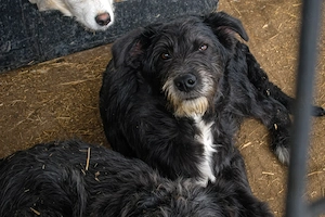 Siggi ist ein Ruhepol Bild 3