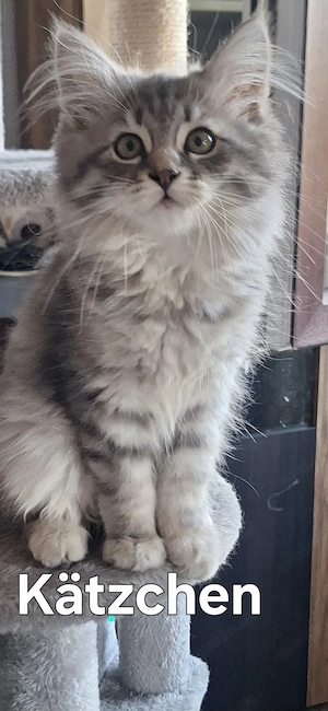 Neva Masquarade sibirische Waldkatzen Kitten