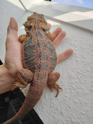 Farbbartagame 