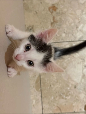 EKH Kitten suchen ihr zuhause 