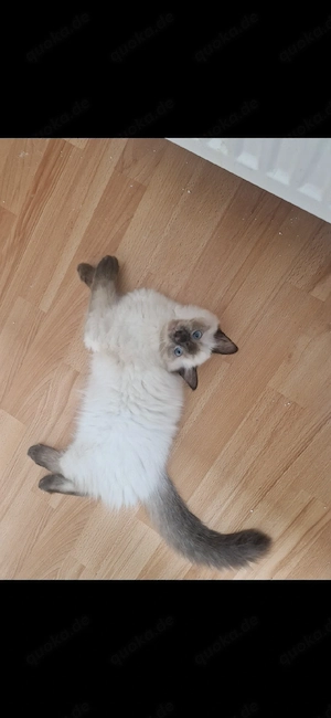 liebevolle ragdollkitten 