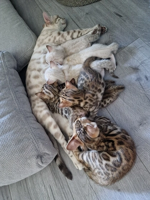 Bengal Kitten aus Traumverpaarung