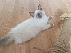 liebevolle ragdollkitten 