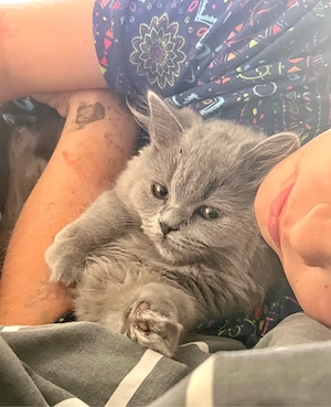 Besonderes BKH Kitten - mittellange Smoke-Dame
