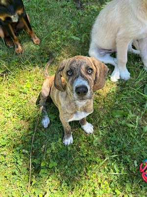 Zuhause gesucht für Cookie 