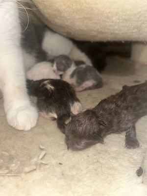 BKH Kitten mit Stammbaum 