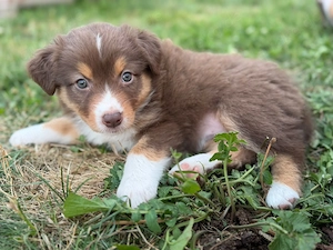 Australian Shepherd Welpen 