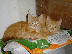 Garfield rote Katze sucht neuen Wirkungskreis