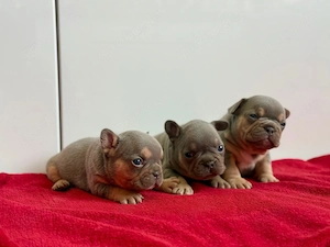 Französische Bulldoggen Welpen 