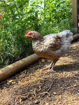 Hübscher junger Zwerghahn abzugeben, Oprington, Sussex