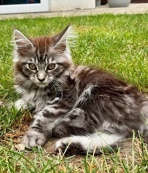  Wunderschöne Maine Coon Kitten suchen ihr neues Zuhause 