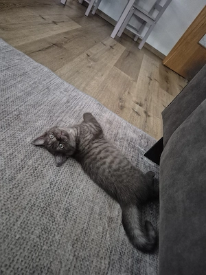 Bkh kitten nur noch 1 zuhaben!