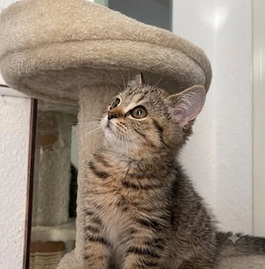 Bkh-katze 