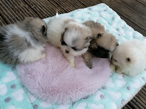 Pomeranian Zwergspitz 