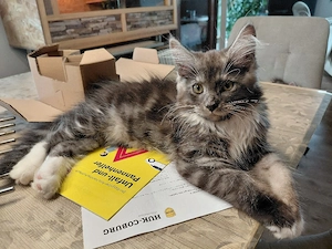 Main coon Kater ..