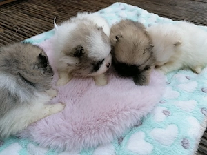 Pomeranian Zwergspitz 