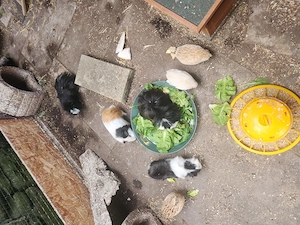 Meerschweinchen Böcke