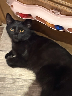 Eine hauskatze sucht ein tolles zuhause