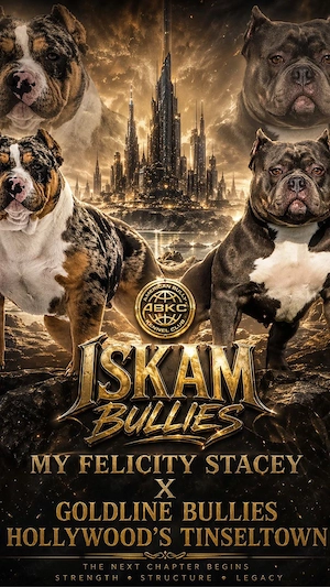     American Bully Pocket Welpen   ABKC   Top Blutlinie
