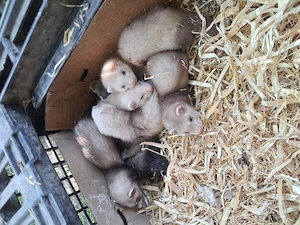 Frettchen abzugeben.