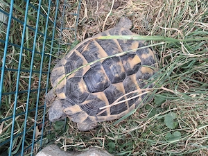 Griechische Landschildkröte männlich