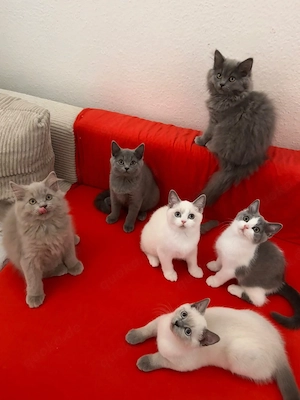 BKH BLH Kitten geimpft abgabebereit