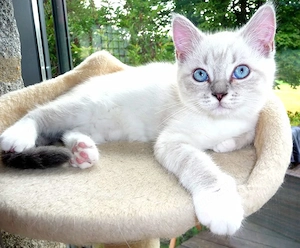 wunderschönes Kitten Kätzchen Katze Mädchen Ragdoll British Kurzhaar BKH