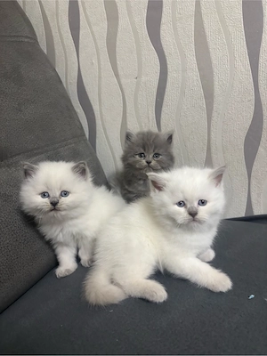 Drei süße Kitten suchen ein liebevolles Zuhause!