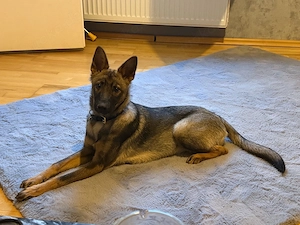 Malinois Mischling 