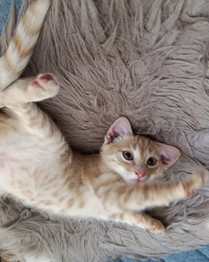 Nur noch 5 Kitten: Bonnie, Fiby, Rio, Lio & Kian suchen ihr Zuhause   