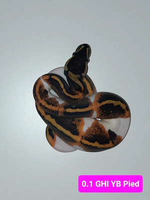 Königspython Copper GHI Yellow Belly Pied Piebald