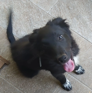 Mini Border Collie Mix Welpen Rüde Hündin 9+11kg 6Mon