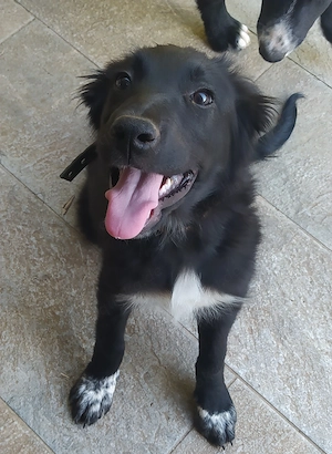 Kleine Colle Mix Hündin fast 6 Mon 9kg 36 cm verspielt und lieb