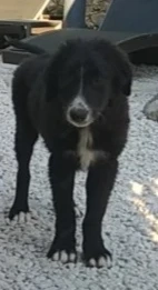 Mini Border Collie Mix Welpen Rüde Hündin 9+11kg 6Mon