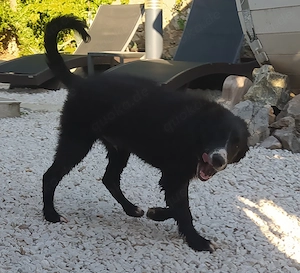 Mini Border Collie Mix Welpen Rüde Hündin 9+11kg 5Mon