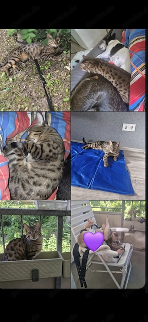 Bengalkater sucht neues Zuhause 