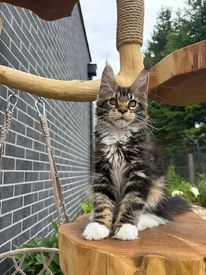 Wunderschöne Maine Coon Kitten suchen ein liebevolles Zuhause   
