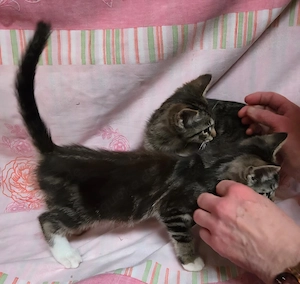 süße kitten 