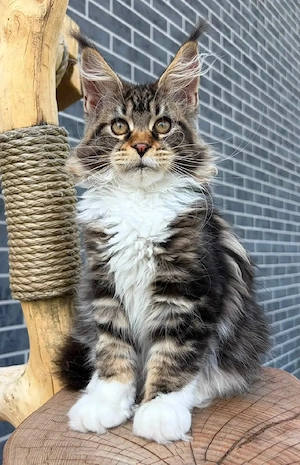    Wunderschöne Maine Coon Kitten suchen ein liebevolles Zuhause   