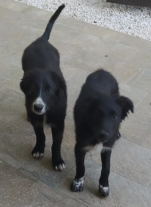 Mini Border Collie Mix Welpen Rüde Hündin 9+11kg 5Mon
