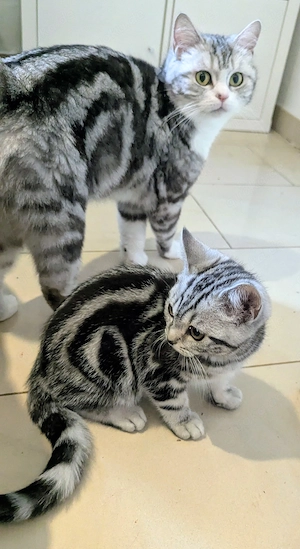 Wunderschöner BKH Kater Tabby  darf jetzt ausziehen 