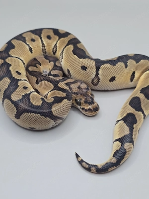 Königspython 0.1 Clown d.h. Axanthic TSK Desert Ghost 