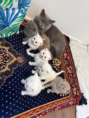 Britisch-Kurzhaar-Kätzchen (BKH)   7 süße Kitten,
