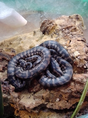 Teppichpython Morelia spilota