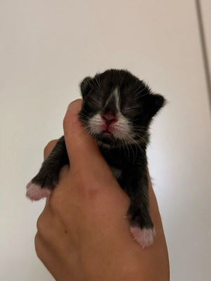 Katzenbabys Kitten Perser roter Kater bunte Katze schwarz weiß Mix Hauskatze 