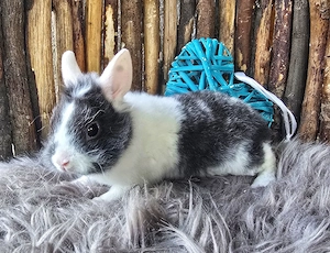 Zwergkaninchen Geschwister Pärchen, Häsin & Kastrat