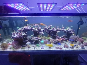 korallen und fisch 