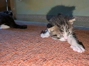 3 süße Katzem Babys suchen ab Mitte August Anfang September ein neues Zuhause 